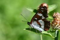 Limenitis reducta