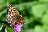 Melitaea cinxia