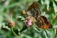 Melitaea phoebe