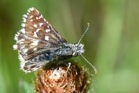 Pyrgus malvoides