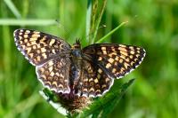 Melitaea phoebe