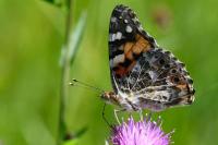 Vanessa cardui