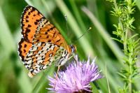 Melitaea didyma