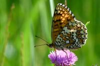 Melitaea phoebe