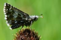 Pyrgus malvoides