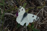 Pontia daplidice
