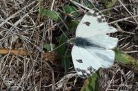 Pontia daplidice