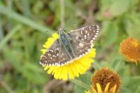 Pyrgus armoricanus