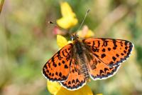 Melitaea didyma