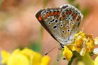 Lysandra bellargus
