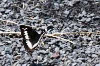 Brintesia circe