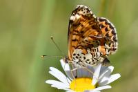 Melitaea didyma