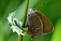 Satyrium ilicis