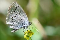 Cupido minimus