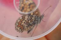 Melitaea phoebe