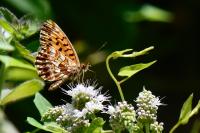 Boloria dia