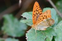 Argynnis paphia