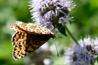 Melitaea didyma