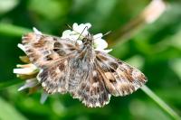 Carcharodus alceae