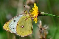 Colias crocea