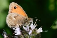 Coenonympha pamphilus