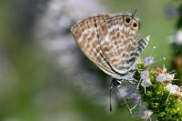 Leptotes pirithous