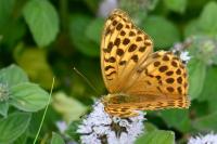 Argynnis paphia
