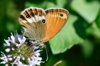 Coenonympha arcania