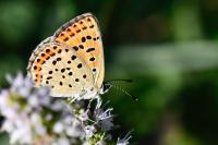 Lycaena tityrus