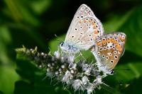 Polyommatus icarus