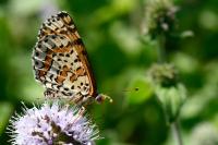 Melitaea didyma