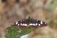 Limenitis reducta