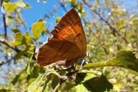 Thecla betulae