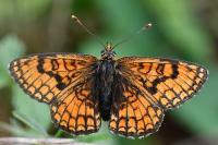 Melitaea parthenoides
