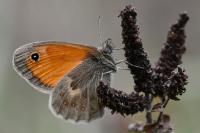 Coenonympha pamphilus