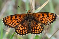 Melitaea parthenoides