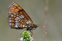 Melitaea parthenoides