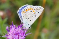 Polyommatus icarus