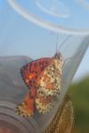 Melitaea didyma