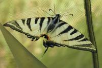 Iphiclides podalirius