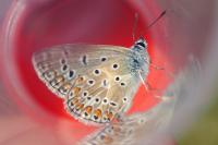Polyommatus icarus