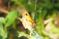 Pyronia tithonus