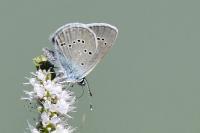 Cyaniris semiargus