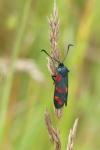 Zygaena filipendulae