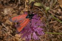 Zygaena erythrus