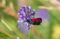 Zygaena transalpina