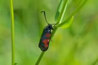 Zygaena trifolii