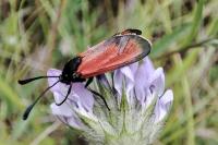 Zygaena erythrus