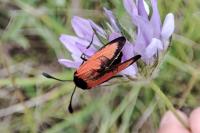 Zygaena erythrus