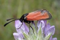 Zygaena erythrus